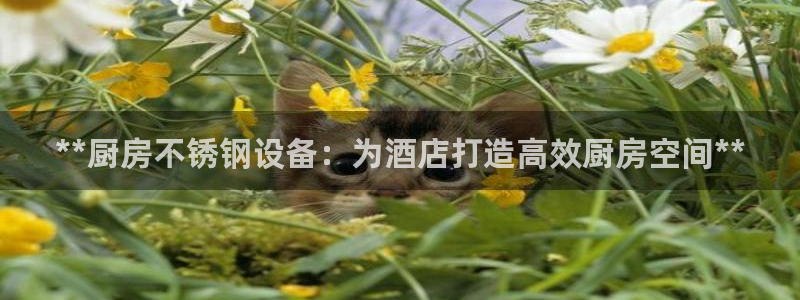 尊龙凯时城娱乐：**厨房不锈钢设备：为酒店打造高效厨房空间*