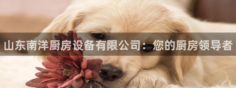 尊龙凯时存款多久到账：山东南洋厨房设备有限公司：您的厨房领导